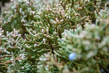 christmas tree decorations