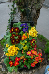 Fototapete bei efototapeten.de bestellen   