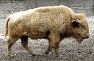 Fototapeta premium White American bison (Bison bison)
