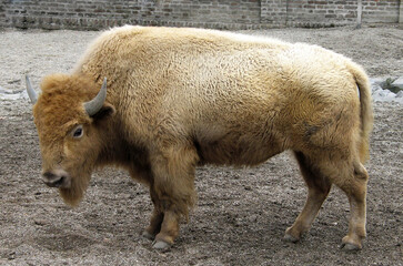 White American bison (Bison bison)