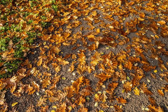 tło z opadłych jesiennych liści na ziemi
