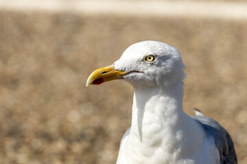 Lachmöwe am Meer