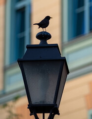 ptak siedzący na latarni miejskiej na ulicy