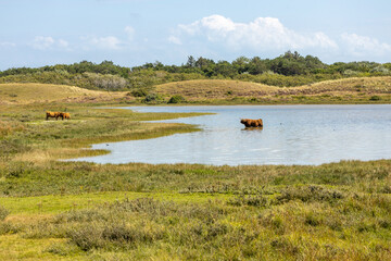 Tiere im Wasser und in der Luft