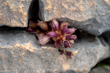 Flor del campo en la zona de Tavernes de la Valldigna