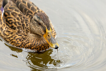 Enten beobachten