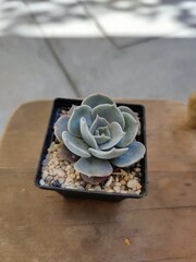 Plantas de ornato suculentas o crasas, de colores, en macetas decoradas, para adornar el hogar, cactus.