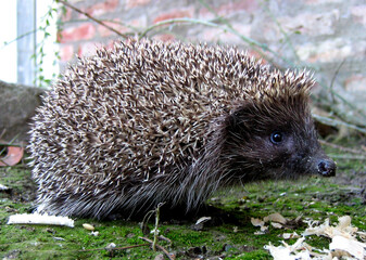 European hedgehog (Erinaceus europaeus) portrait © Hipokamp