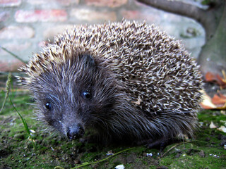 European hedgehog (Erinaceus europaeus) portrait