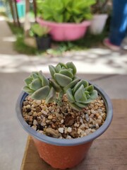 Plantas de ornato suculentas o crasas, de colores, en macetas decoradas, para adornar el hogar, cactus.