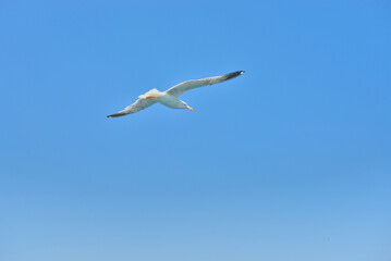 A seagull flies against a clear blue sky