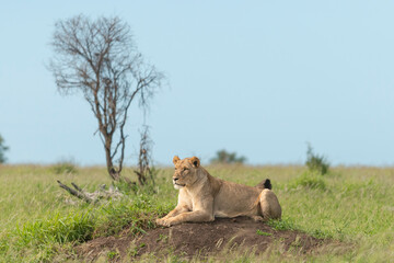 Lying lioness - Panthera leo, female with green vegetation and blue sky in background. Photo from Kruger National Park in South Africa