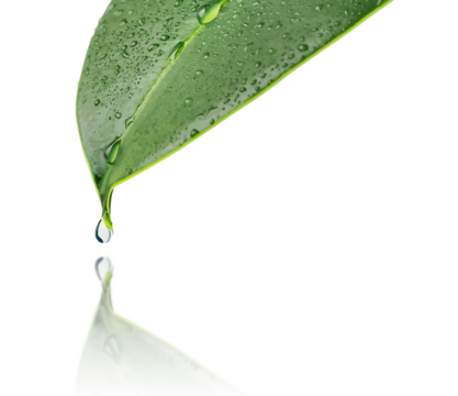 A green leaf of a plant with drops of water. A drop of water drips from the tip of the leaf. Isolated. Close-up A drop in the reflection. Macro-nature. Copy space