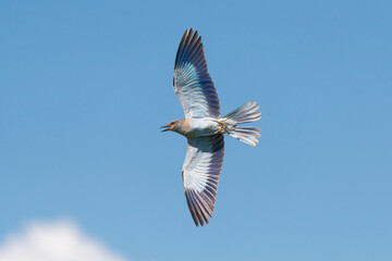 European roller - Coracias garrulus flying with spread blue wings with the blue sky in background. Photo from Kruger National Park in South Africa.