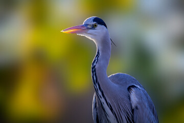 Portrait of a grey heron in Germany. Autumn. Ardea cinerea. High quality photo