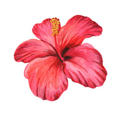 
Watercolor hibiscus flower isolated on white background.