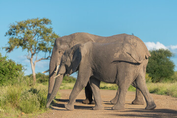 African bush elephants  - Loxodonta africana also known as the African savanna elephant crossing the road with green background at Kruger National Park in South Africa.