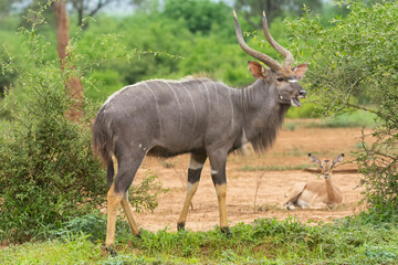 Lowland nyala or nyala, male - Tragelaphus angasii with green background. Nyala is native antilope for souther Africa. Photo from Kruger National Park.
