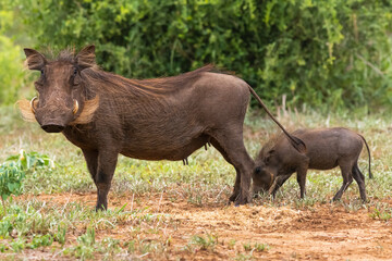Naklejka na ściany i meble Common warthog - Phacochoerus africanus with piglet on ground. Photo from Kruger National Park in South Africa.