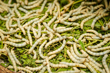 Raising live cocoons, cocoon farm