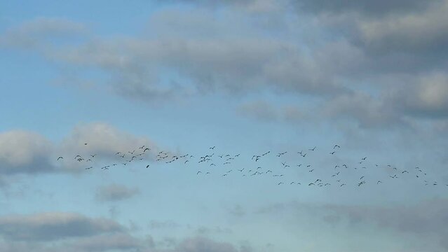 Flock of northern lapwings in flight on a blue sky with grey fluffy clouds. Bourgoyen nature reserve, Ghent, Belgium - Vanellus vanellus