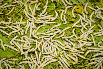 Silk Production Process, Silkworm with mulberry green leaf