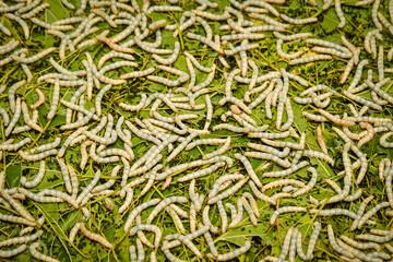 Raising live cocoons, cocoon farm