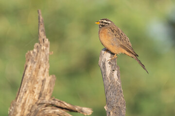 Cinnamon-breasted bunting, cinnamon-breasted rock-bunting - Emberiza tahapisi perched with light green background. Photo from Kruger National Park in South Africa.