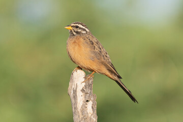 Cinnamon-breasted bunting, cinnamon-breasted rock-bunting - Emberiza tahapisi perched with light...