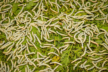 silk worms eating mulberry leaves