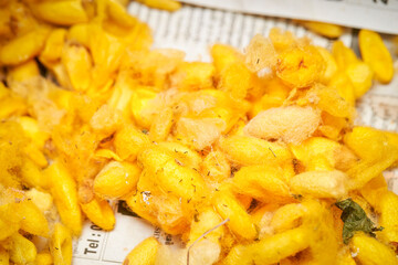 Close up of the yellow cocoons made by the silkworm