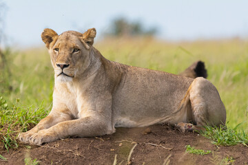 Naklejka na ściany i meble Lying lioness - Panthera leo, female with green vegetation in background. Photo from Kruger National Park in South Africa.