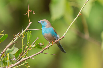 Blue waxbill - Uraeginthus angolensis, Southern blue waxbill, blue-breasted waxbill, southern cordon-bleu, blue-cheeked cordon-bleu, blue-breasted cordon-bleu and Angola cordon-bleu perched.