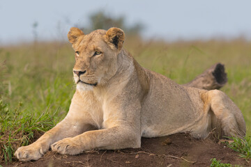 Lying lioness - Panthera leo, female with green vegetation in background. Photo from Kruger National Park in South Africa. - obrazy, fototapety, plakaty