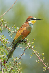 European bee-eater - Merops apiaster perched with green background. Photo from Kruger National Park inSouth Africa. Vertical.