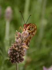 Vista frontal de mariposa sobre una flor de lavanda