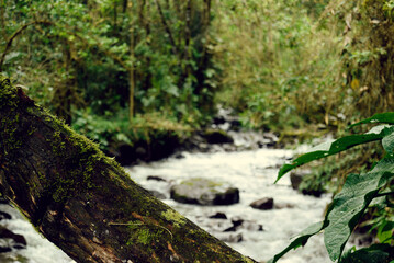 stream in the forest