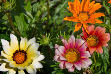 Colourful gazania flowers close-up in a garden bed