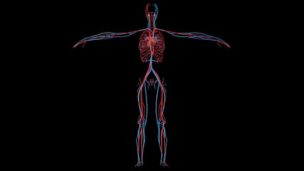 Female heart anatomy for medical concept 3D Rendering