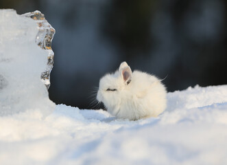 decorative white rabbit in the snow