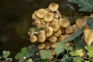 565684106 Honiggelber Hallimasch