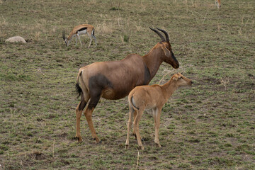 A Topi Antelope and its Calf