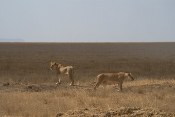 Lionesses in Tanzania