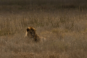 A Lion in Tanzania