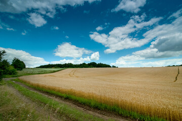 Fototapeta na wymiar wheat yellow field and blue sky with clouds near way