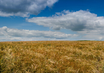 Landscape with a blue cloudy sky and a ripe field, a mixture of barley and oats on a warm summer day. Field of Ukraine with a harvest.