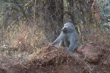 A Baboon in Tanzania