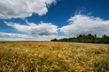 Landscape with a blue cloudy sky and a ripe field, a mixture of ears of wheat and barley ripening, organic