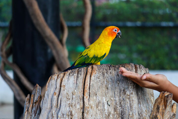 Cute sun conure parrot on branch are eating sunflower seeds