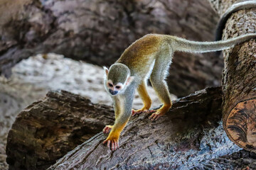 Monkey, long tail in tropic forest. Squirrel monkey, Saimiri oerstedii, sitting on the tree trunk